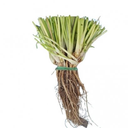 รากผักชี (ขีด)