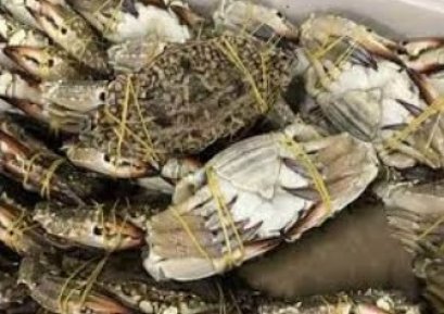 ปูม้าฟรีส (กิโลกรัม)