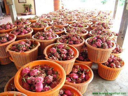 การให้ผลผลิต ของแก้วมังกร