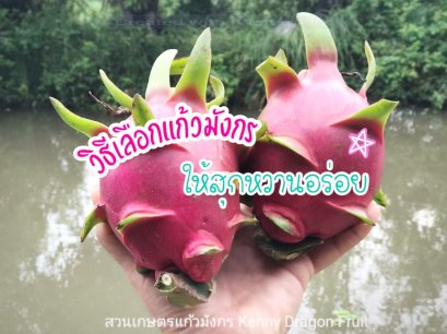 วิธีเลือกแก้วมังกร สุกหวานอร่อย ไม่เปรี้ยว