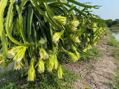 วิธีการปลูก แก้วมังกร