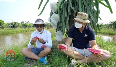 แก้วมังกรอิสราเอล kenny dragon fruit ออกรายการ