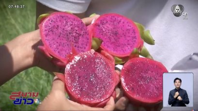 แก้วมังกรสีชมพู สวนเกษตรแก้วมังกร รังสิตคลอง 10 ไทย