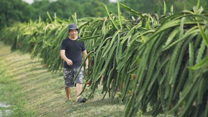 ข้อควรรู้ ในการปลูกแก้วมังกร