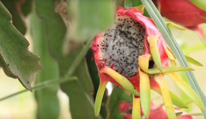 โรคและแมลงที่พบ ในแก้วมังกร