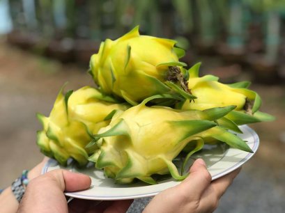 หนังสือเคหะเกษตรแก้วมังกรทองพันธุ์เหลืองอิสราเอล