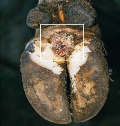 วิธีรักษาเมื่อสัตว์เลี้ยงเป็นแผลและ ป้องกันการติดเชื้อ