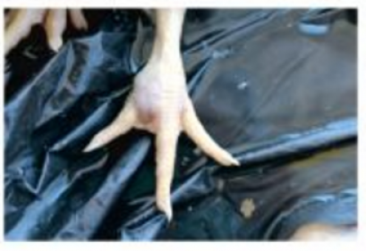 โรคติดเชื้อแบคทีเรีย ในฟาร์มสัตว์ปีก (เชื้อเอ็มเอส)