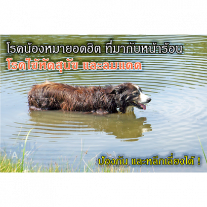 โรคลมแดด หรือ Heat Stroke