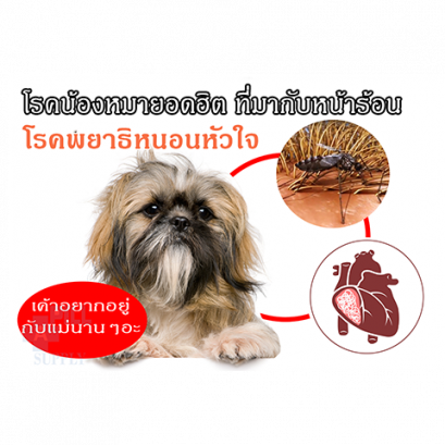 โรคพยาธิหนอนหัวใจ-วิธีป้องกัน/รักษา