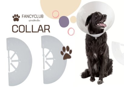 Collar #30