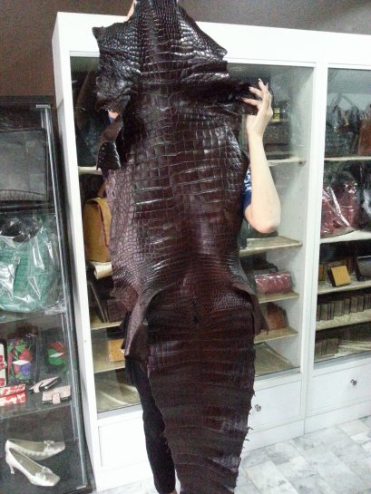 Genuine Belly Crocodile Leather Skin in Dark Brown Colour  #CR500SK-BR