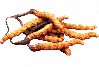 ถั่งเช่า สรรพคุณ (Cordyceps) ยาอายุวัฒนะ    
