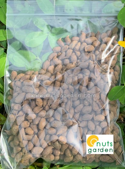 เมล็ดถั่วบราซิล 500เมล็ด