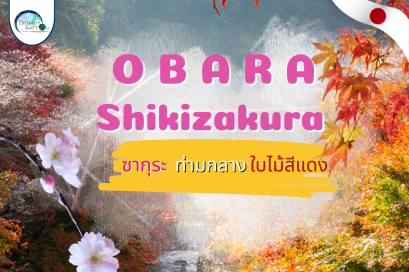 Obara Shikizakura ซากุระท่ามกลางใบไม้สีแดง