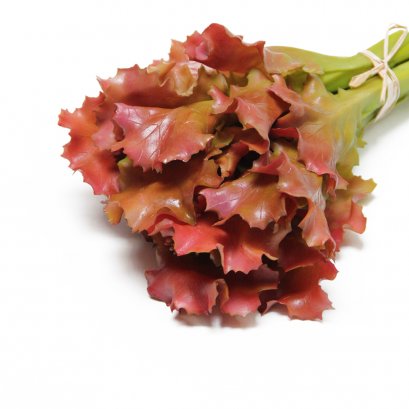 Young kale(Bundle) Model