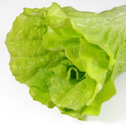Chinese Cabbage Model
