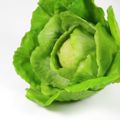 Mini Cabbage Model