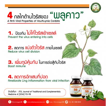 พลูคาว (ผักคาวตอง) สรรพคุณและประโยชน์ของพลูคาว 65 ข้อ ! 