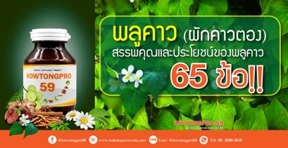 พลูคาว (ผักคาวตอง) สรรพคุณและประโยชน์ของพลูคาว 65 ข้อ ! 
