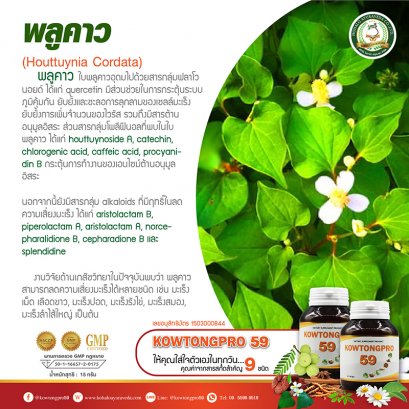 ผลิตภัณฑ์เสริมอาหารสารสกัดจาก "พลูคาว"  Kowtongpro 59 ( คาวตองโปร 59) ให้คุณพร้อมเริ่มต้นสุขภาพดี  สารสกัดจากสมุนไพรแท้ 100% “ให้คุณใส่ใจตัวเองในทุกวัน”