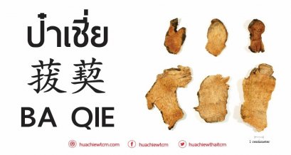 ป๋าเชี่ย 菝葜  -  ข้อมูลสมุนไพรจีน