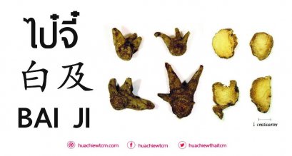 ไป๋จี๋ 白及 : ข้อมูลสมุนไพรจีน