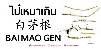 ไป๋เหมาเกิน 白茅根  -  ข้อมูลสมุนไพรจีน