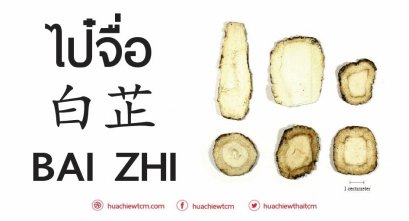 ไป๋จื่อ 白芷  -  ข้อมูลสมุนไพรจีน