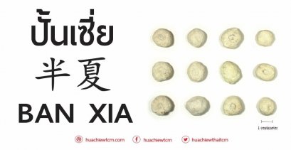 ปั้นเซี่ย 半夏 -  ข้อมูลสมุนไพรจีน