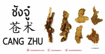 ชังจู๋ 苍术  -  ข้อมูลสมุนไพรจีน