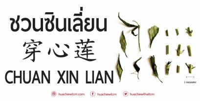 ชวนซินเลี่ยน 穿心莲 -  ข้อมูลสมุนไพรจีน