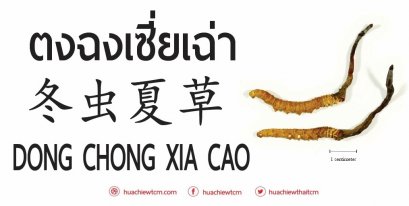 ตงฉงเซี่ยเฉ่า 冬虫夏草 -  ข้อมูลสมุนไพรจีน