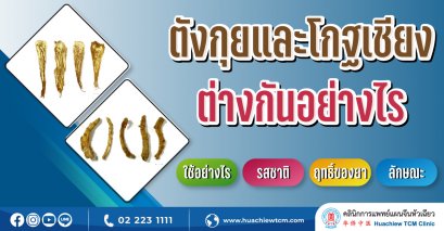 ตังกุยและโกฐเชียง ต่างกันอย่างไร