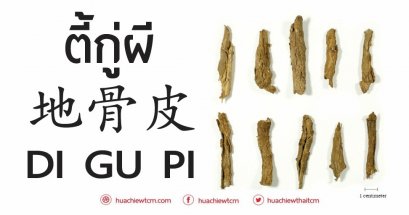 ตี้กู่ผี 地骨皮 -  ข้อมูลสมุนไพรจีน