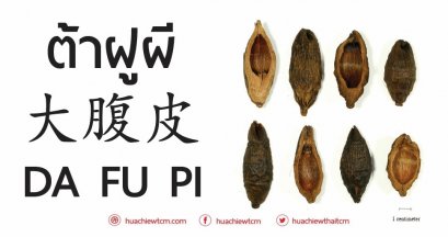 ต้าฝูผี 大腹皮  -  ข้อมูลสมุนไพรจีน