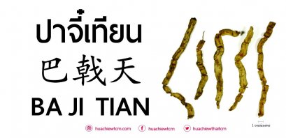 ปาจี๋เทียน 巴戟天  -  ข้อมูลสมุนไพรจีน