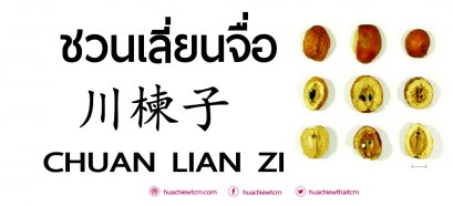 ชวนเลี่ยนจื่อ 川楝子 ：ข้อมูลสมุนไพร