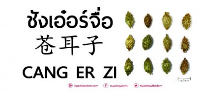 ชังเอ๋อร์จื่อ 苍耳子 ：ข้อมูลสมุนไพร