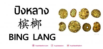 ปิงหลาง 槟榔 ：ข้อมูลสมุนไพร