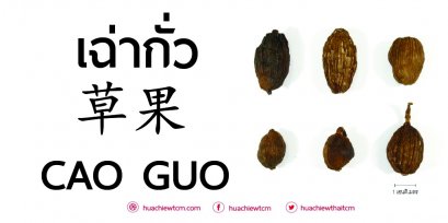 เฉ่ากั่ว (草果) : ข้อมูลสมุนไพร