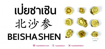 เป่ยซาเซิน 北沙参 ：ข้อมูลสมุนไพร
