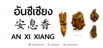 อันซีเซียง 安息香 : ข้อมูลสมุนไพรจีน