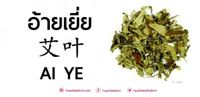 อ้ายเยี่ย 艾叶 : ข้อมูลสมุนไพรจีน