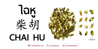 ไฉหู 柴胡 - ข้อมูลสมุนไพร