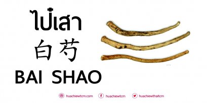 ไป๋เสา 白芍 ：ข้อมูลสมุนไพร