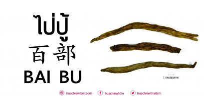 ไป่ปู้ 百部 : ข้อมูลสมุนไพรจีน