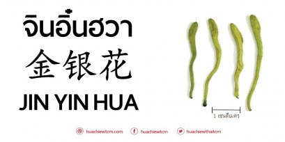 จินอิ๋นฮวา 金银花 - ข้อมูลสมุนไพรจีน