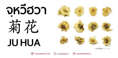 จวี๋ฮวา (菊花)  - ข้อมูลสมุนไพรจีน
