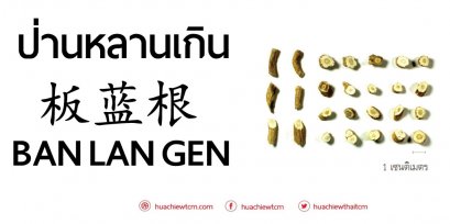 ป่านหลานเกิน 板蓝根 - ข้อมูลสมุนไพรจีน 